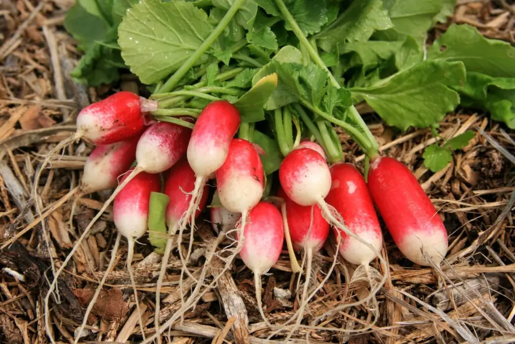 Radis Rose d'Orléans (semences biologiques)