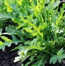 Roquette Cultivée (semences biologiques)