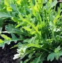 Roquette Cultivée (semences biologiques)