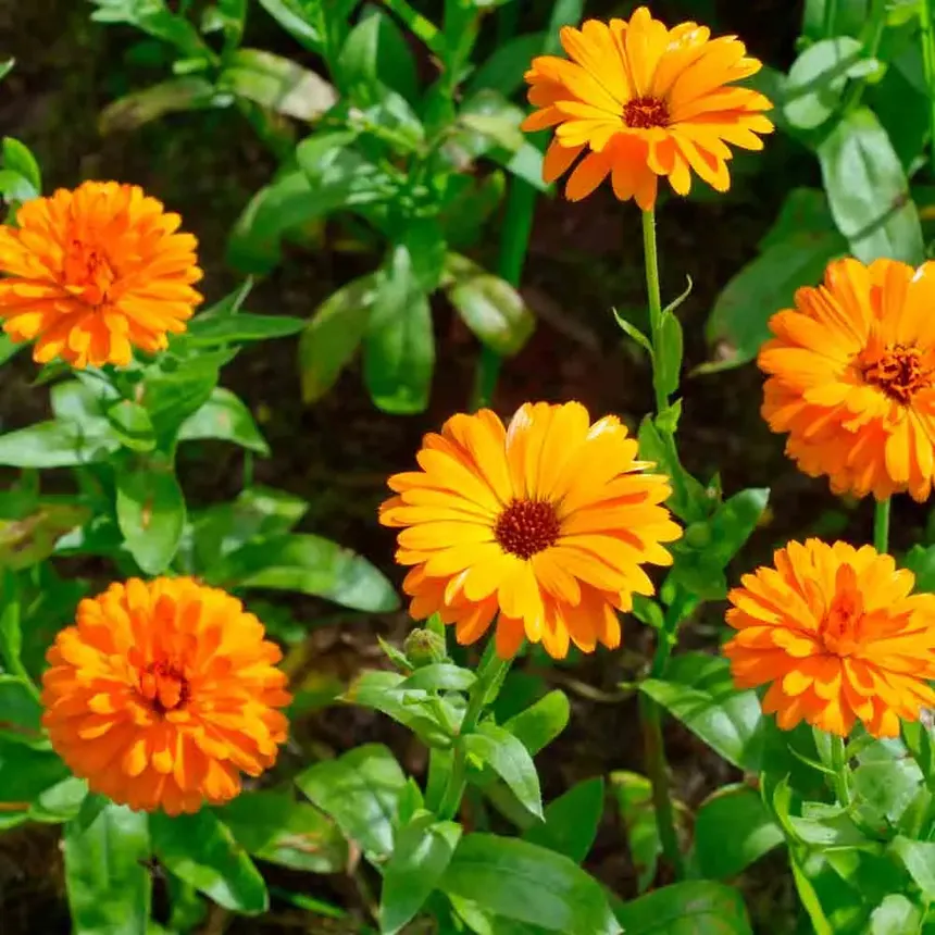 Souci officinal - Fleurs (semences biologiques)