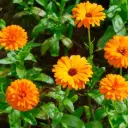 Souci officinal - Fleurs (semences biologiques)