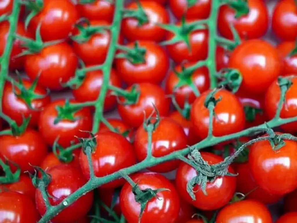 Tomate Cerise Miel du Mexique (semences biologiques)