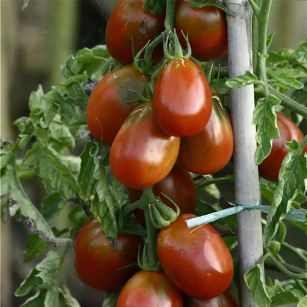 Tomate Cerise ovale grosse Prune noire (semences biologiques)