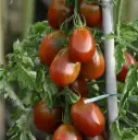 Tomate Cerise ovale grosse Prune noire (semences biologiques)