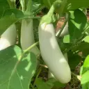 Aubergine longue blanche (semences biologiques)