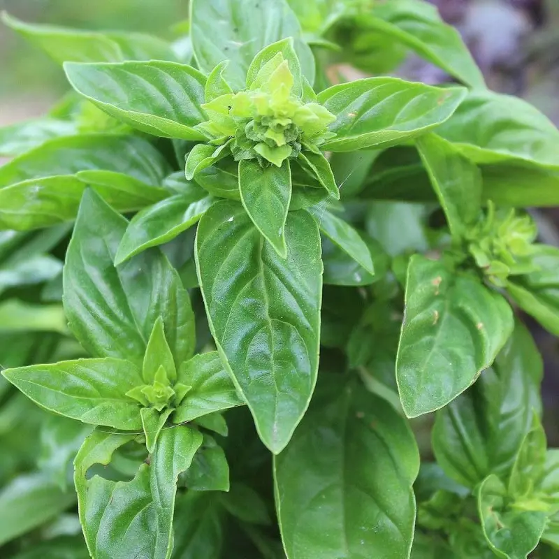 Basilic Citron (semences biologiques)