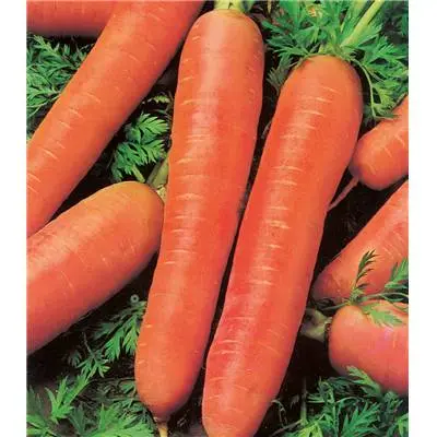 Carotte de meaux (semences biologiques)