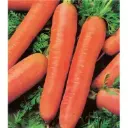 Carotte de meaux (semences biologiques)