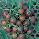 Tomate Cerise Black Cherry (semences biologiques)