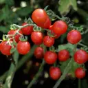 Tomate Cerise Boulette de Touraine (semences biologiques)