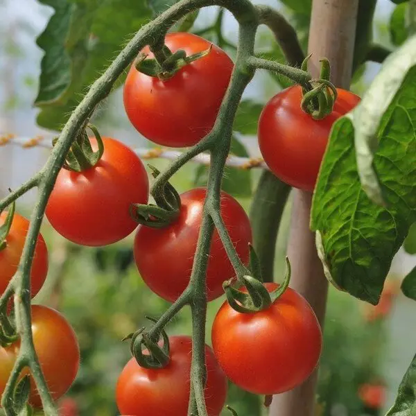 Tomate Cerise délice des Jardiniers (semences biologiques)