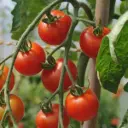 Tomate Cerise délice des Jardiniers (semences biologiques)