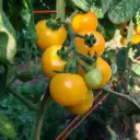 Tomate Cerise Jaune (semences biologiques)