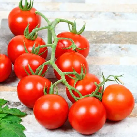 Tomate Cerise rouge (semences biologiques)
