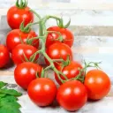 Tomate Cerise rouge (semences biologiques)