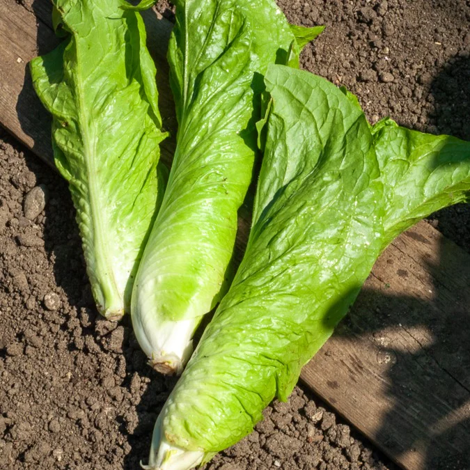 Chicorée pain de sucre (semences biologiques)