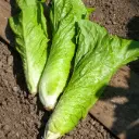 Chicorée pain de sucre (semences biologiques)