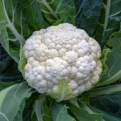 Chou fleur tardif d'angers (semences biologiques)