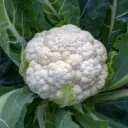 Chou fleur tardif d'angers (semences biologiques)