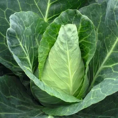 Chou pointu de chateaurenard (semences biologiques)