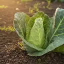 Chou pointu de chateaurenard (semences biologiques)