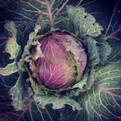 Chou Pontoise (semences biologiques)