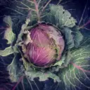 Chou Pontoise (semences biologiques)