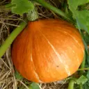 Courge Red Kuri (semences biologiques)