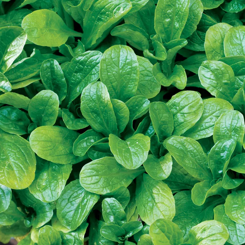 Mâche vit (semences biologiques)