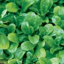 Mâche vit (semences biologiques)