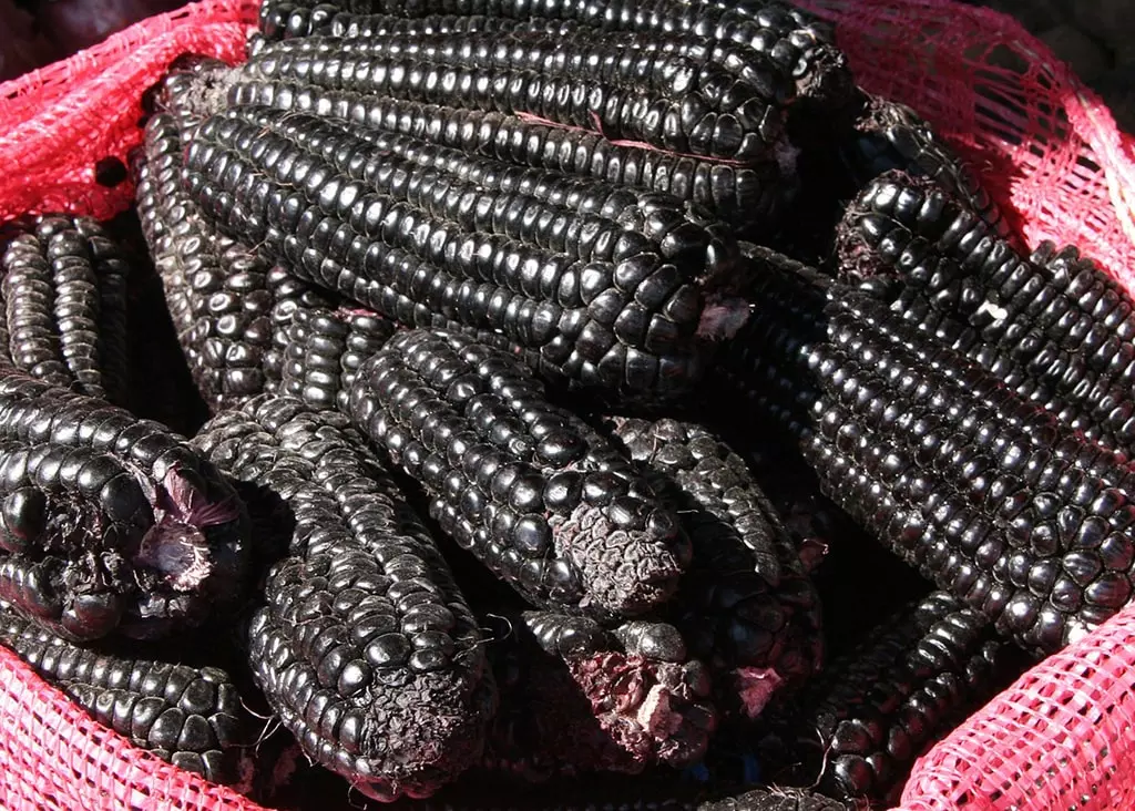 Maïs Popcorn Noir (semences biologiques)