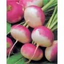 Navet Globe saint benoit (semences biologiques)