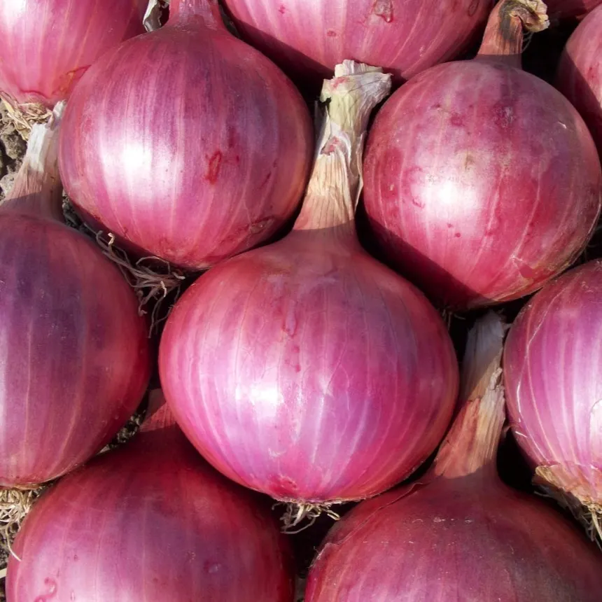 Oignon Red Baron (semences biologiques)