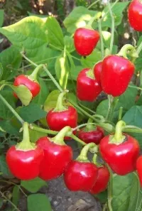 Poivron Mini bell red (semences biologiques)