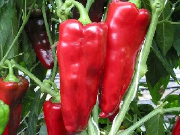 Poivron Pantos (semences biologiques)