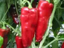 Poivron Pantos (semences biologiques)