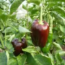 Poivron Sweet Chocolat (semences biologiques)