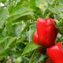 Poivron Tomate (semences biologiques)