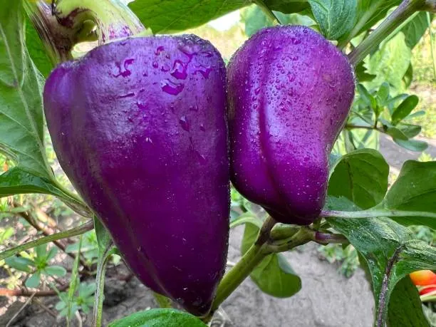 Poivron Violet Oda (semences biologiques)