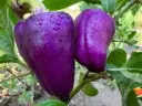 Poivron Violet Oda (semences biologiques)