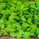 Pourpier clayton de Cuba (semences biologiques)