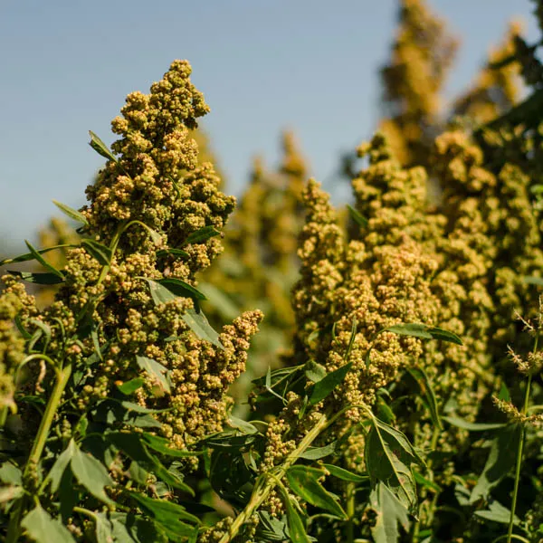 Quinoa (semences biologiques)
