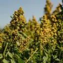 Quinoa (semences biologiques)