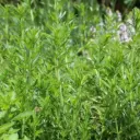 Sarriette annuelle (semences biologiques)