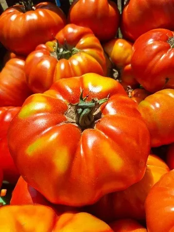 Tomate Château de Chartres (semences biologiques)