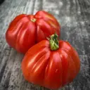 Tomate Liguria (semences biologiques)
