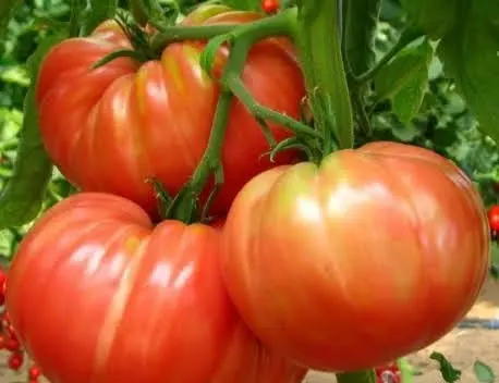 Tomate Marmande (semences biologiques)