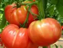 Tomate Marmande (semences biologiques)
