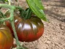 Tomate Noire de Crimée (semences biologiques)