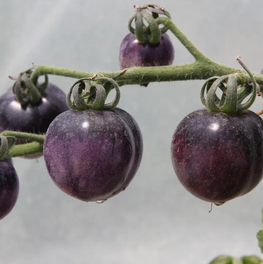 Tomate Ozo Blue (semences biologiques)